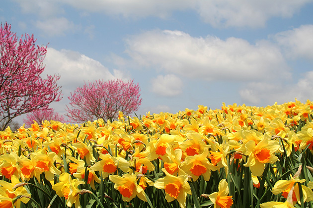 園内ではスイセンとともにハナモモなど春の花も一緒に楽しめる