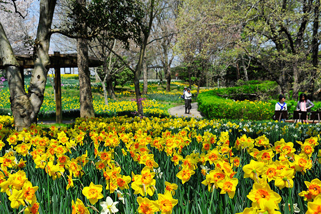 見ごろを迎えた飛竜の花道。それぞれの花の顔を楽しんで