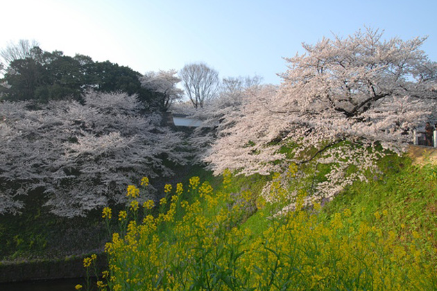 四季折々の花が咲く皇居外苑。中でも「ソメイヨシノ」を中心としたサクラの開花には多くの花見客が訪れる 