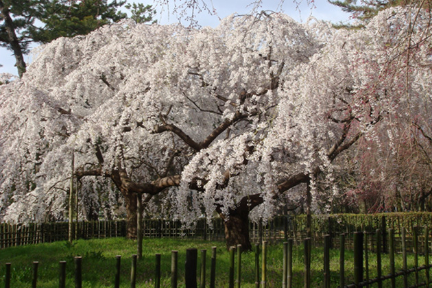 「近衞邸跡の枝垂れ桜」。京都御苑で一番早く咲き始めるサクラ