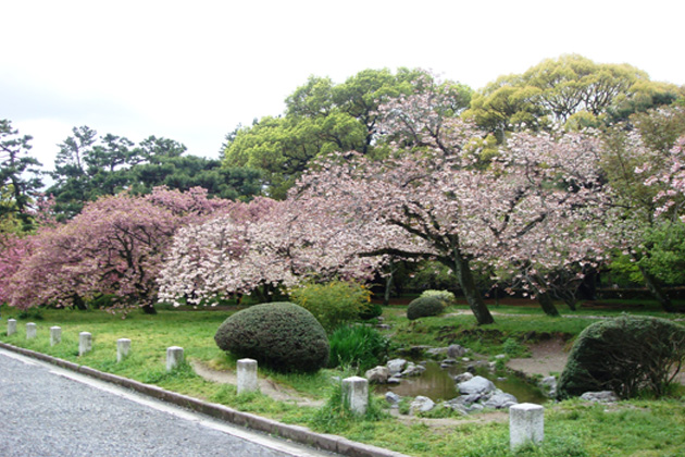 苑内には「車返桜」や「桜松」など見ておきたいサトザクラが咲きそろう