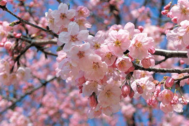 3月中旬ごろに咲きだす「ヨウコウ」。紅色の花弁が美しい