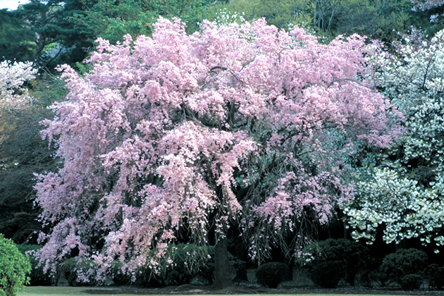 花弁が紅色のシダレザクラを「ベニシダレ」という。圧巻の樹形は見応え十分