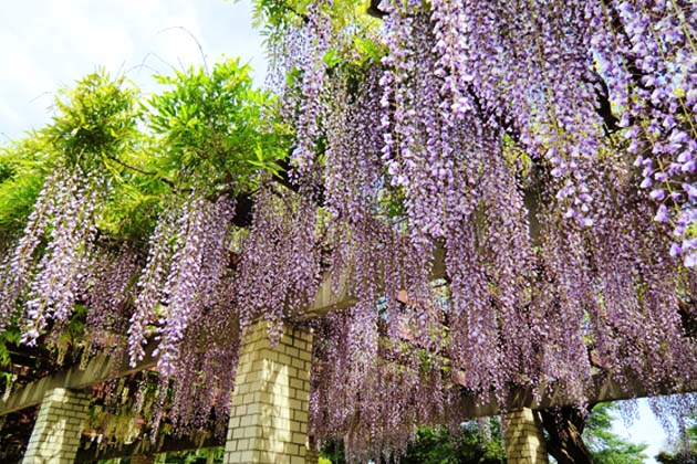 マメ科の花らしく小さな丸みを帯びた花が房になって垂れ下がる