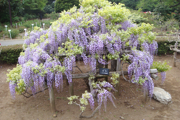 「八重黒竜」の棚仕立て。八重咲きの豪華な花が楽しめる