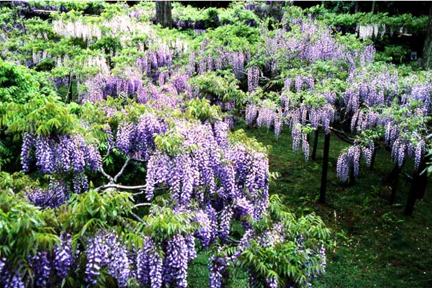 濃紫花で一重咲きの「黒龍藤（こくりゅうふじ）」。花房の長さは40cm程度、園内に一番多く植栽されている