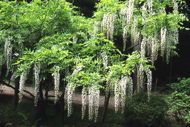 白花のフジでは一番長い花房を持つ「白野田藤（しろのだふじ）」