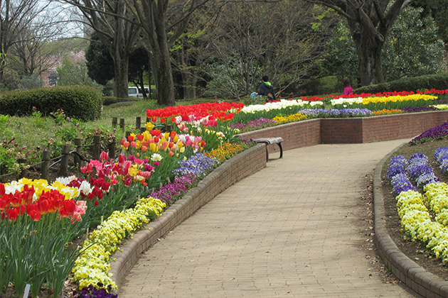 チューリップをはじめさまざまな開花期の秋植え球根が植えられているので、3月中旬～6月中旬まで長い期間楽しめる