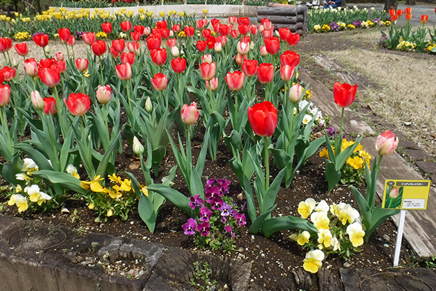 品種名が明記されたプレートが掲示されているので、お気に入りの花を見つけて