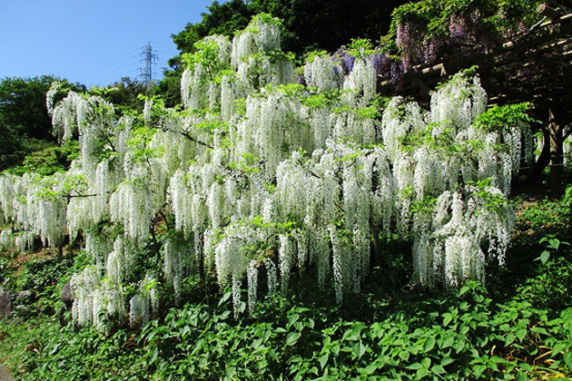 代表的な「白野田藤（しろのだふじ）」。花房は50～60cmと長く豪華。爽やかに夏の訪れを教えてくれる
