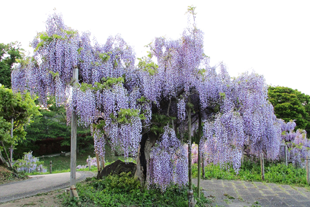 花房は10～20cmと短く、美しい紫色の「紫甲比丹藤（むらさきかぴたんふじ）」