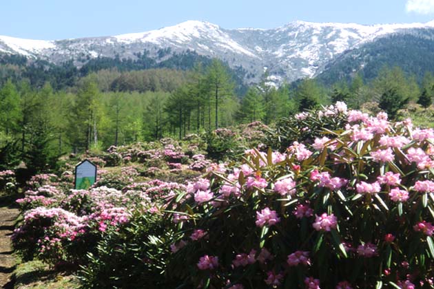 浅間高原シャクナゲ園から望む雪山。すがすがしい景色を堪能できる