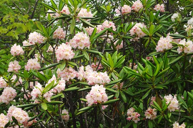 日本に自生するハクサンシャクナゲ。花弁は桃色を帯びた白色で、なんともかわいらしい色合い