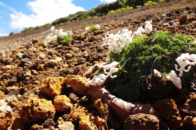 シャクナゲと同時期に開花し、高山帯の砂礫地（されきち）に生えるコマクサ。花の美しさと他の植物と一緒に生育しないことから高山の女王ともいわれている