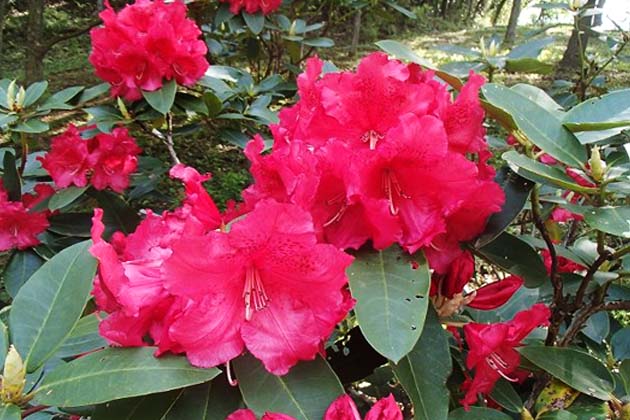 赤色のシャクナゲ。1つの花序に10～15花咲くので、手まりのようなかわいらしさがある