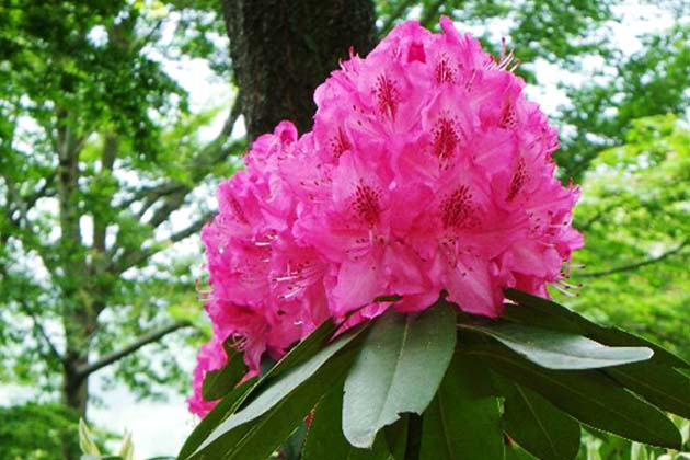 シャクナゲは高山植物としての性質が強く栽培が難しかったが、日本の気候に合ったシャクナゲの開発が進み気軽に楽しめるようになった