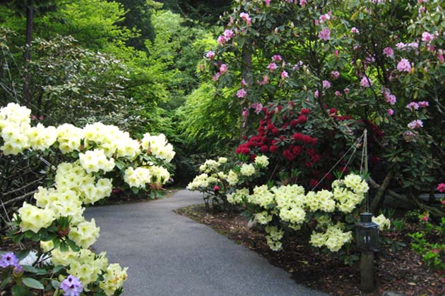 園内では唯一の黄花シャクナゲ「ウィリアムキング」