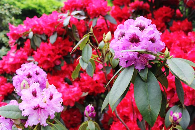 5月中旬ごろに一番の見ごろを迎える紫花の「ブルーピーター」
