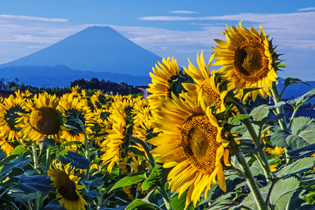 富士山とヒマワリのコラボレーション