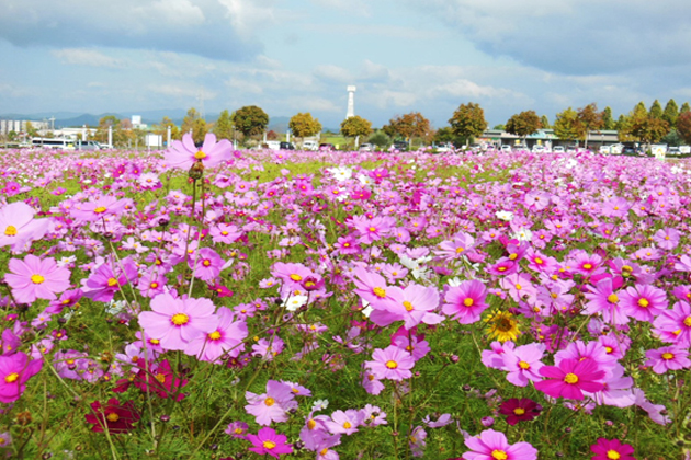 ヒマワリの開花が終わり秋になるとコスモス畑が広がる