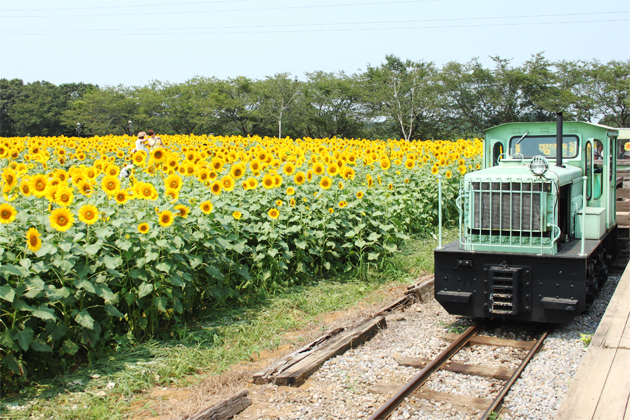 開花のタイミングが合えばトロッコ列車に揺られながらヒマワリ畑を堪能できる