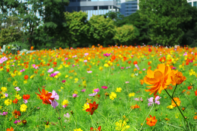 コスモスとキバナコスモスの花畑。気分が明るくなるカラフルな色合い