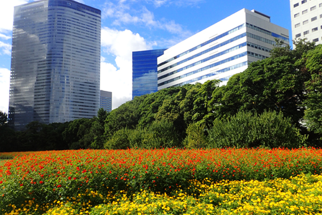 ビル群を背景にしたキバナコスモスの花畑。まさに都会のオアシス