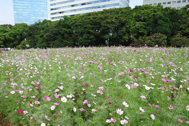 都会の暑さも落ち着く9月中旬にはコスモスが見ごろを迎える