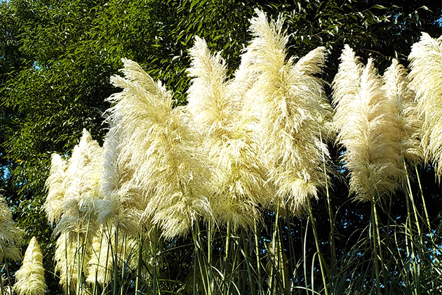 羽毛のような花穂は40～80cmにもなる