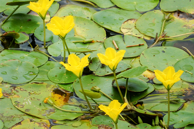 黄色い花を咲かせるアサザ。東京都内では同園でしか自生していない貴重な植物