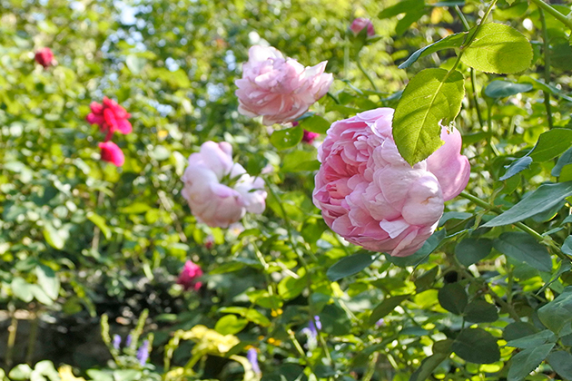 大輪の花が美しい「チャールズ・レニー・マッキントッシュ」