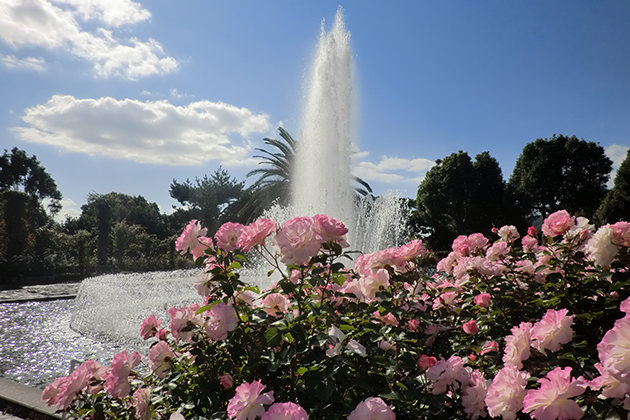 南大噴水のしぶきが花弁に当たりキラキラと輝く「マチルダ」