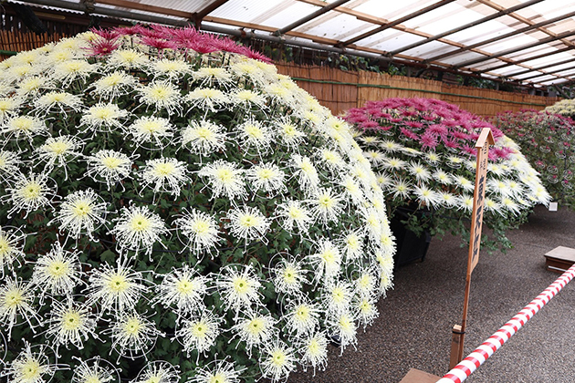 美しい千輪咲き。花の大きさをそろえて同時に咲かせるのには高い技術が必要