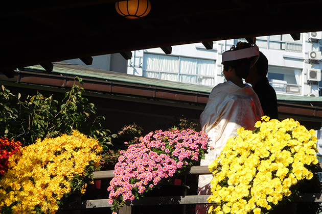 文京菊まつり開催中に湯島天満宮で結婚式が行われることもある