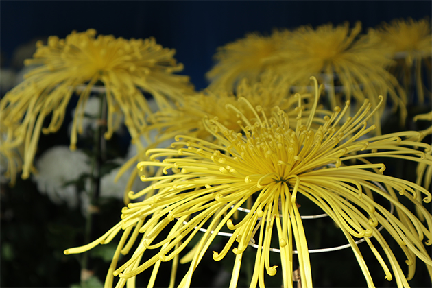 管物（くだもの）という、花弁が管状になって咲くユニークな花形
