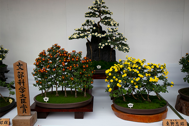 文部科学大臣賞を受賞したキクの盆栽。小輪の花がかわいらしい