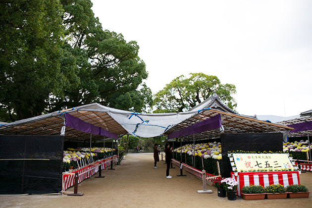 菊花展と同時期に子どもの成長を天神様へご奉告し、健やかな成長をお祈りする「七五三祭」が行われる
