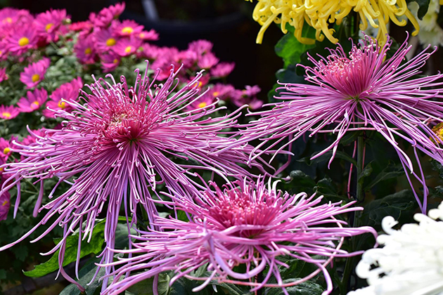 人気の糸菊（いとぎく）。カメラを構え撮影される方も多い