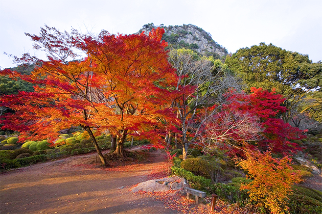 御船山楽園のシンボル的な存在の樹齢170年のオオモミジ。鮮やかな紅葉に目を見張る