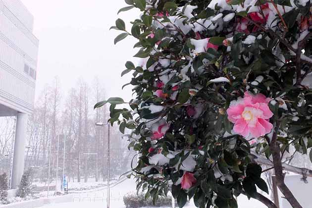 B地区エントランス付近に咲く「笑顔」。風情のある雪景色