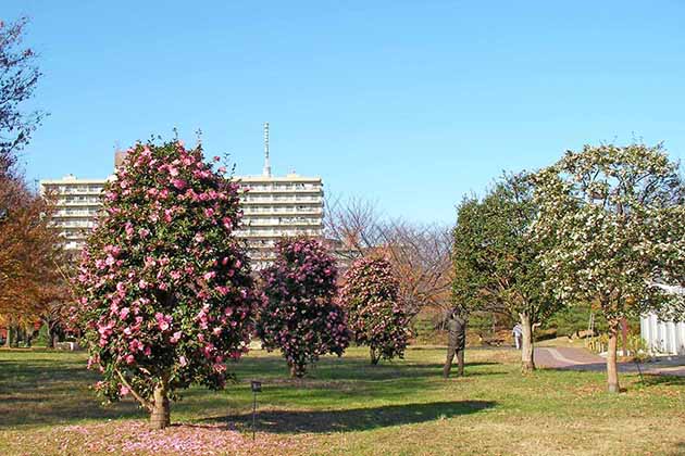 B地区の芝生広場に咲くピンクの「昭和の栄（左）」と白色の原種サザンカ（右）。青空によく映える