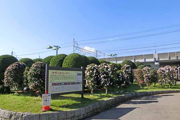 C地区にある案内板にはサザンカの説明が書かれている。近くには「初光」「笑顔」などの品種、タチカンツバキが植えられている