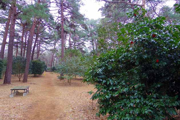 松林の下に広がる椿園。さまざまな品種が植栽されている