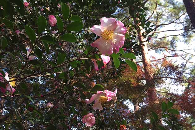 江戸時代に作出された「快童丸」。古典ツバキやサザンカが椿園には多く植栽されている
