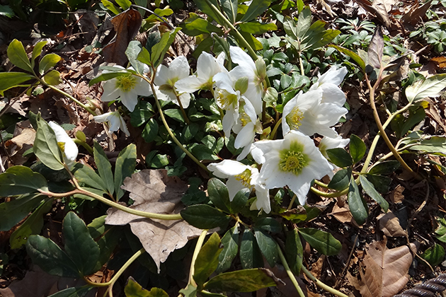 園内に咲くクリスマスローズ ニゲラ。落ち葉の中に咲く純白の花が美しい