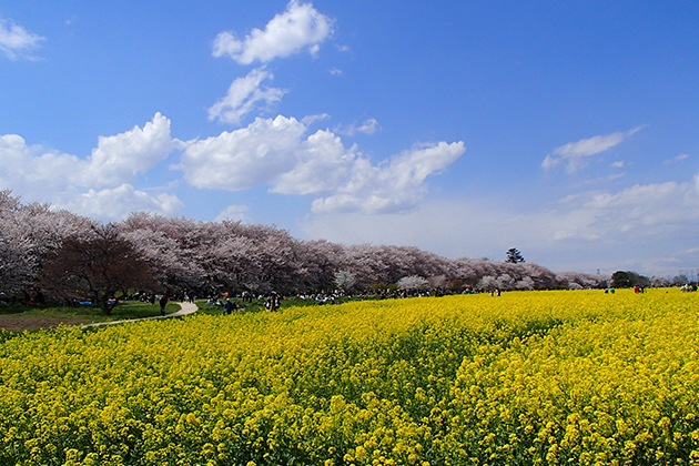 空の青、淡いピンクのサクラ、黄色の菜の花。3色の調和が美しい