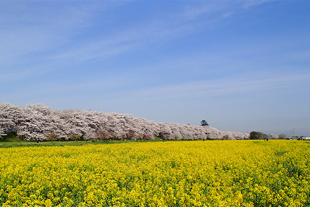 春を迎えると満開のサクラと菜の花畑が広がる