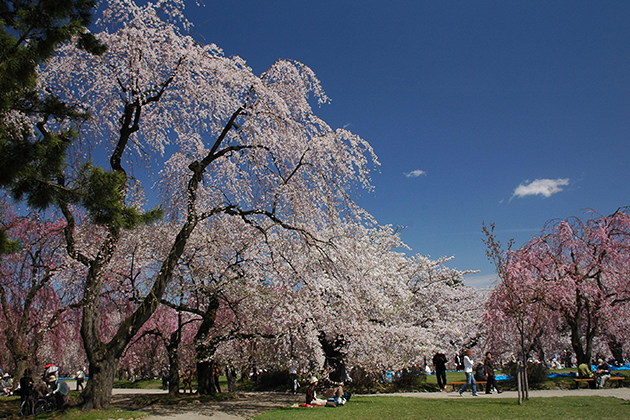 サクラの名所として知られている弘前公園。ゆったりと咲き広がるサクラと青空が美しい