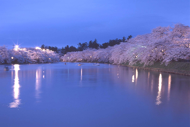 弘前公園（西濠）の夜桜。息をのむほどの美しさ