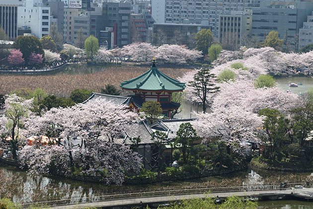 不忍池のほとりにある弁天堂とサクラの風景